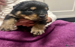 Rottweiler dogs for sale: Stunning Rottweiler puppies 🐶  - Image 12