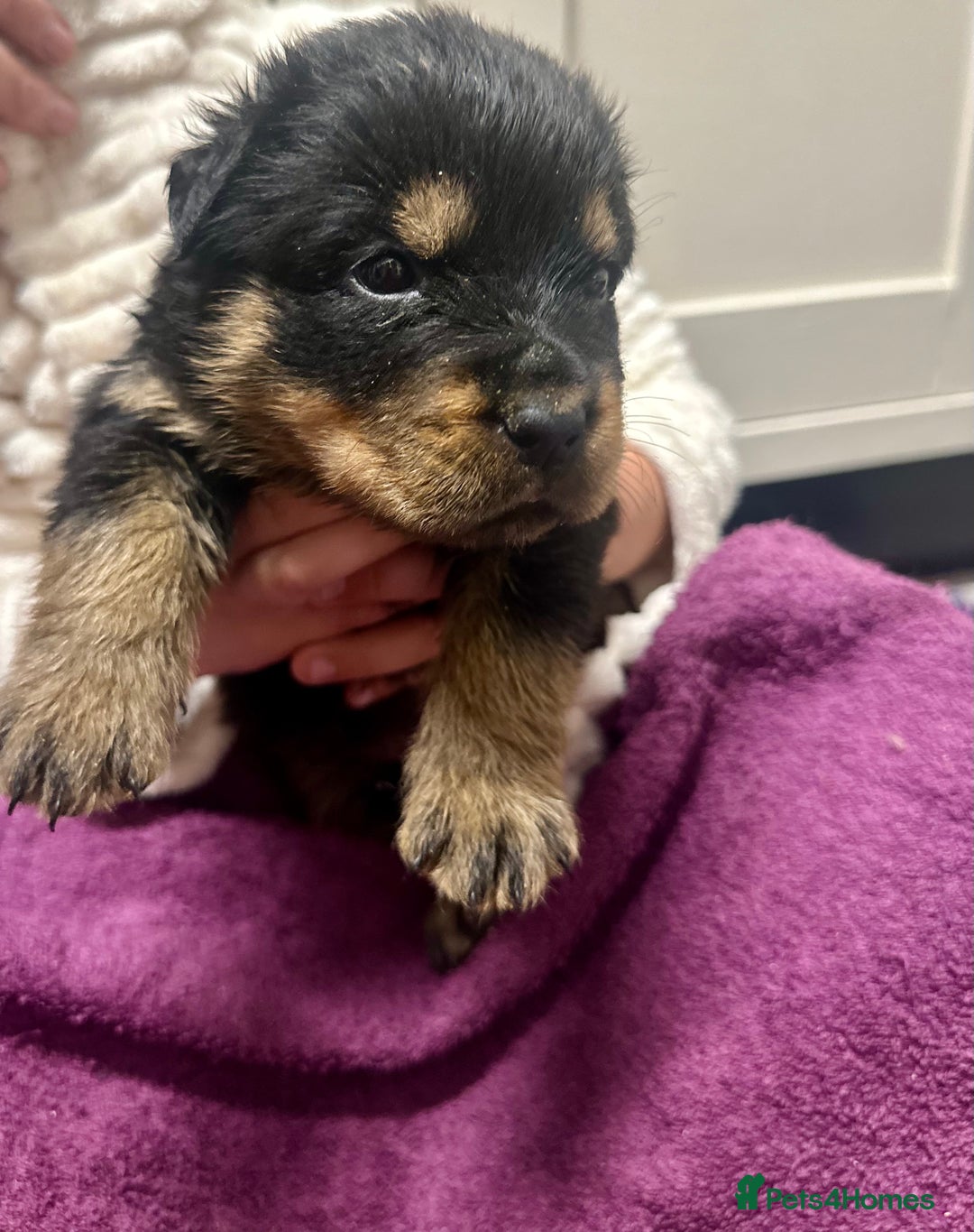 Rottweiler dogs for sale: Stunning Rottweiler puppies 🐶  - Image 12