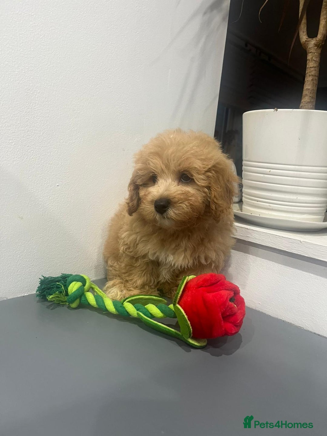 Coton De Tulear dogs for sale: Cotonoodle - Image 19