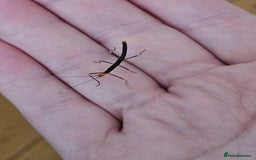 Stick Insects invertebrates for sale: Stick insect nymphs - Image 13