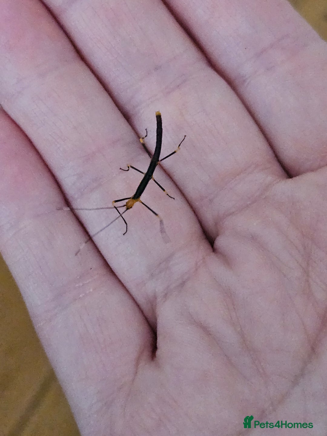 Stick Insects invertebrates for sale: Stick insect nymphs - Image 13