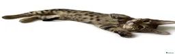 Bengal cats for sale:     Beautiful Rare Sepia Bengal × Savannah Cross  - Advert 8