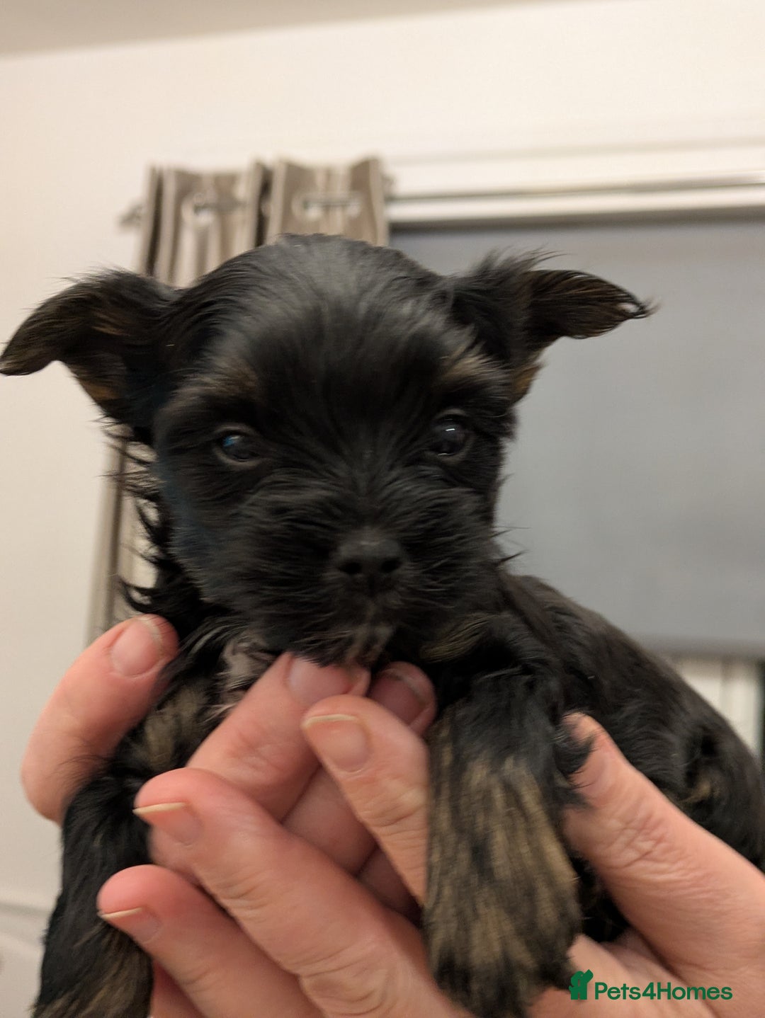 Yorkshire Terrier dogs for sale: York terrier pupyy  - Advert 17