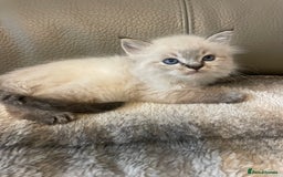 Ragdoll cats for sale: Last boy girl Hcm pkd so loving  playful cutie  - Image 16
