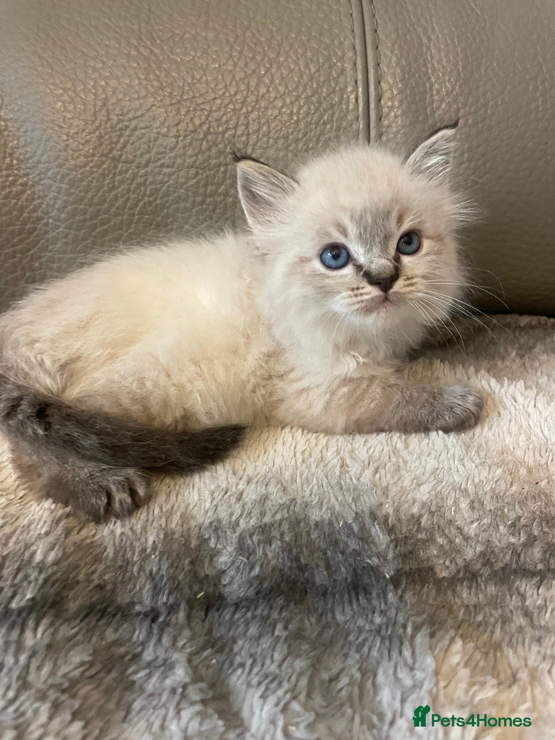Ragdoll cats for sale: Last boy girl Hcm pkd so loving  playful cutie  - Image 16