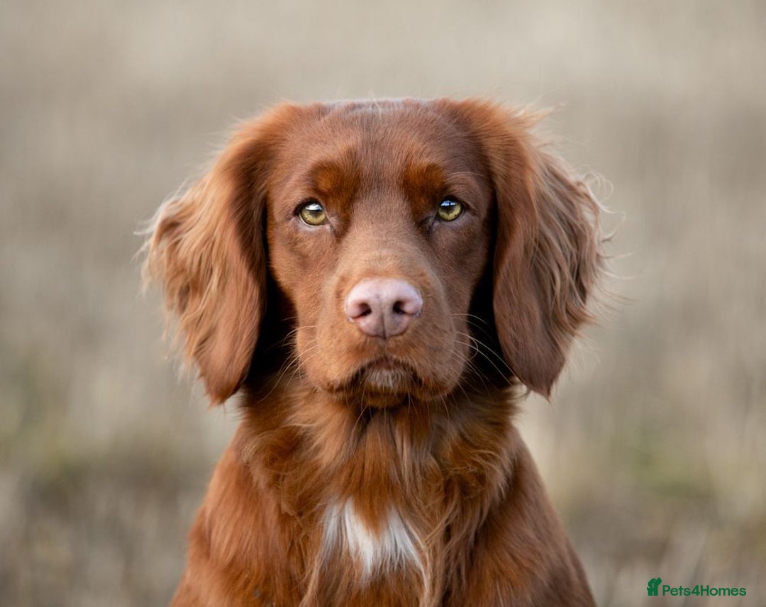 Cocker Spaniel dogs for sale: Health Tested Clear Cocker Spaniel Puppies  - Image 37
