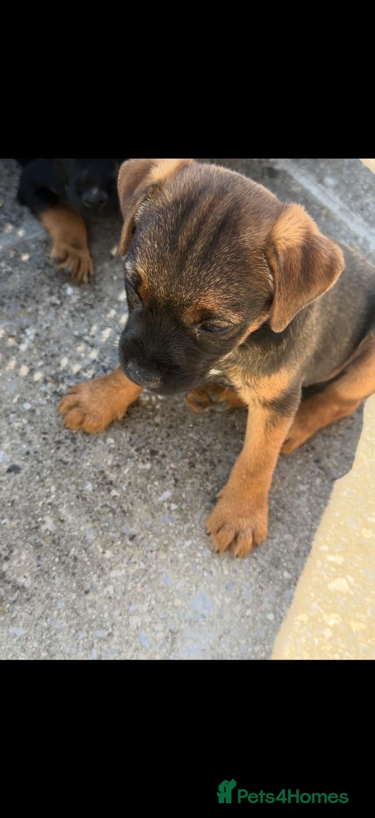 Border Terrier dogs Border terrier Puppies kc registered - Advert 2
