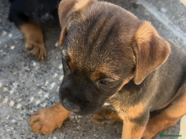Border Terrier dogs Border terrier Puppies kc registered - Advert 2