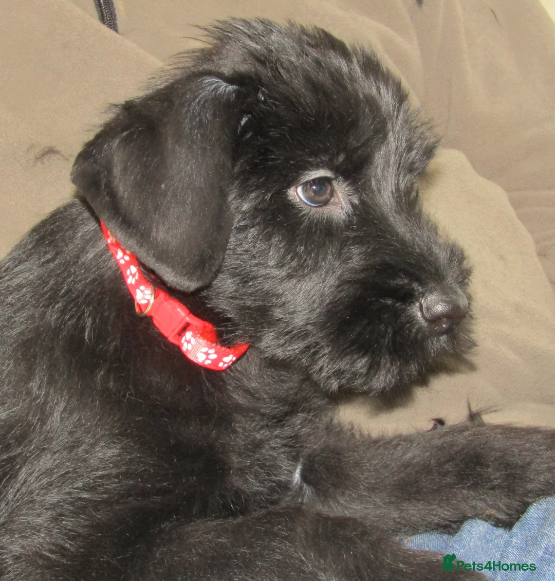 Giant Schnauzer dogs for sale: Giant Schnauzer female puppy. - Advert 1