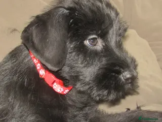 Giant Schnauzer dogs Giant Schnauzer female puppy. - Advert 2