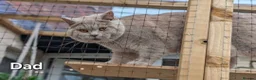 British Shorthair cats for sale: Beautiful British Shorthair Kittens 😻 - Advert 12