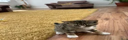 Mixed Breed cats for sale: Half British Short hair mixed breed  - Advert 15