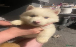 Huskita dogs for sale: Akita puppies  - Image 15