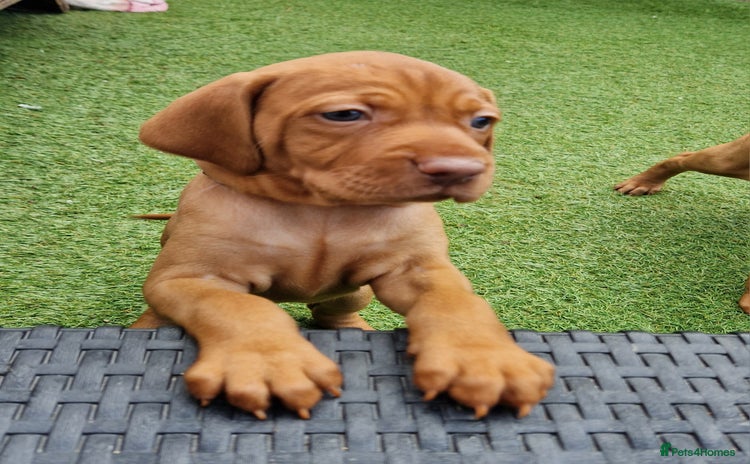 Hungarian Vizsla dogs - Advert 1