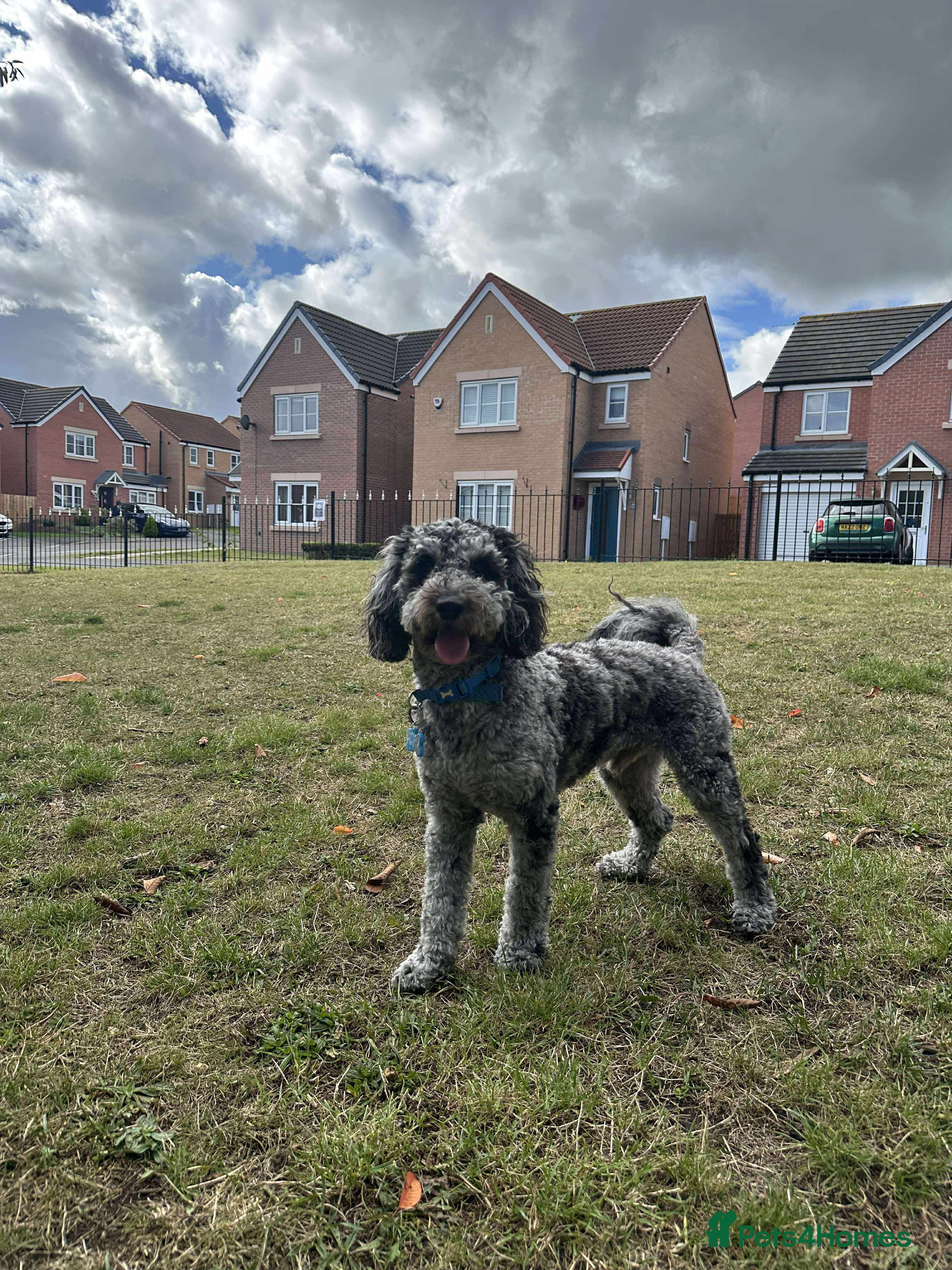Cockapoo dogs Handsome Merle ready for Stud - Advert 1