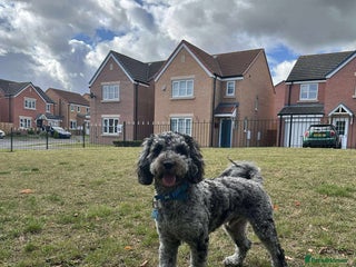 Cockapoo dogs Handsome Merle ready for Stud - Advert 1