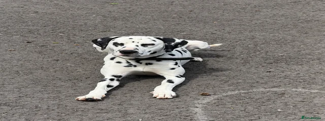 Pongo