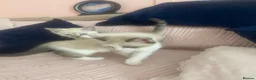 Ragdoll cats for sale: Beautiful ragdoll kittens - Advert 9