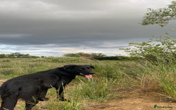 Mixed Breed dogs for sale: Sprollie X German Shepherd  - Image 3