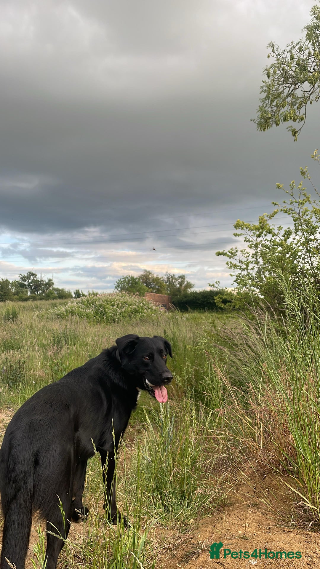 Mixed Breed dogs for sale: Sprollie X German Shepherd  - Image 3