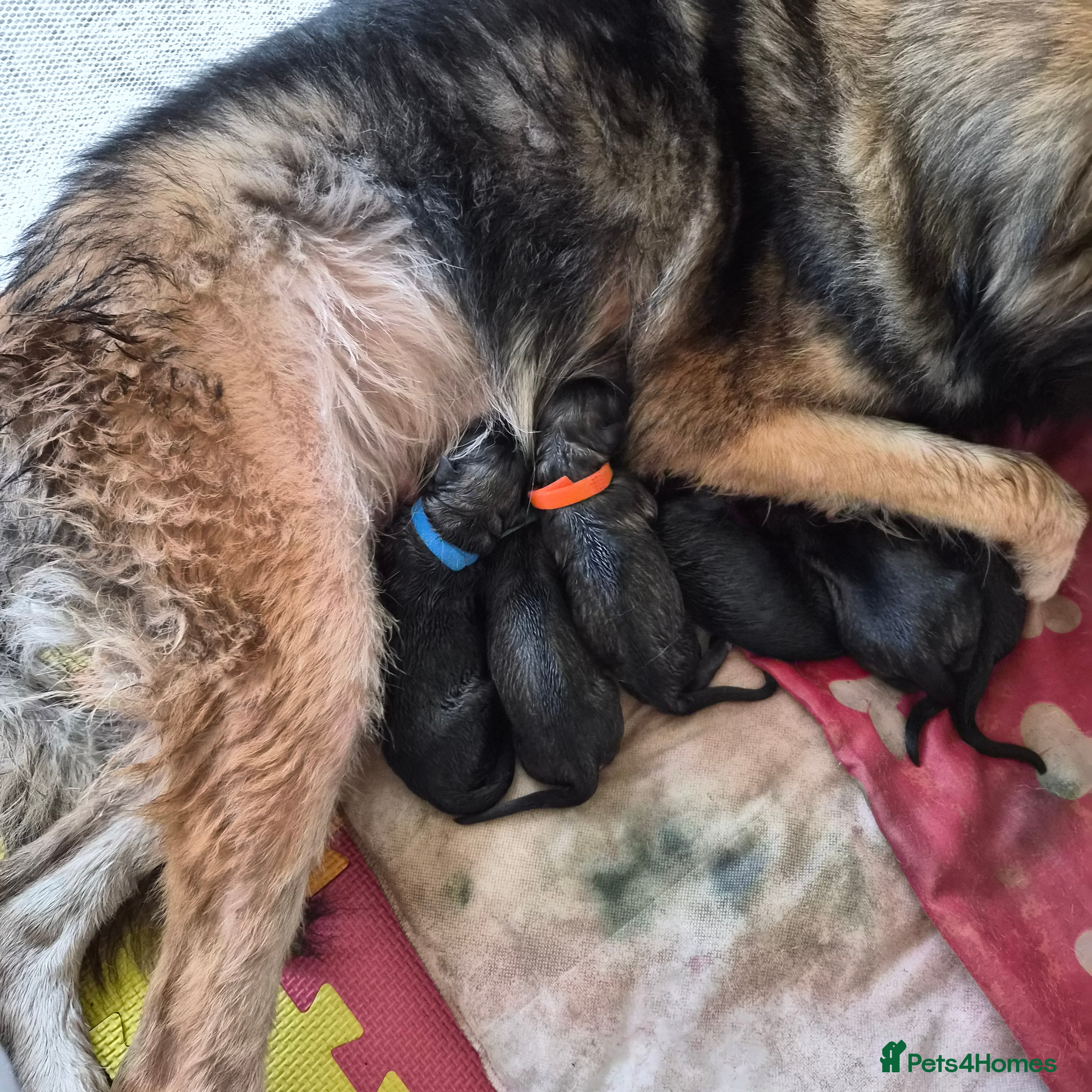 German Shepherd dogs German Shepherd Puppies - Advert 1