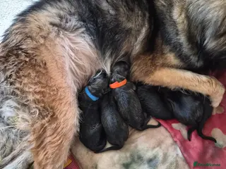 German Shepherd dogs German Shepherd Puppies - Advert 1