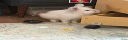 Lionhead rabbits for sale: Lovely little bunnies !  - Advert 5