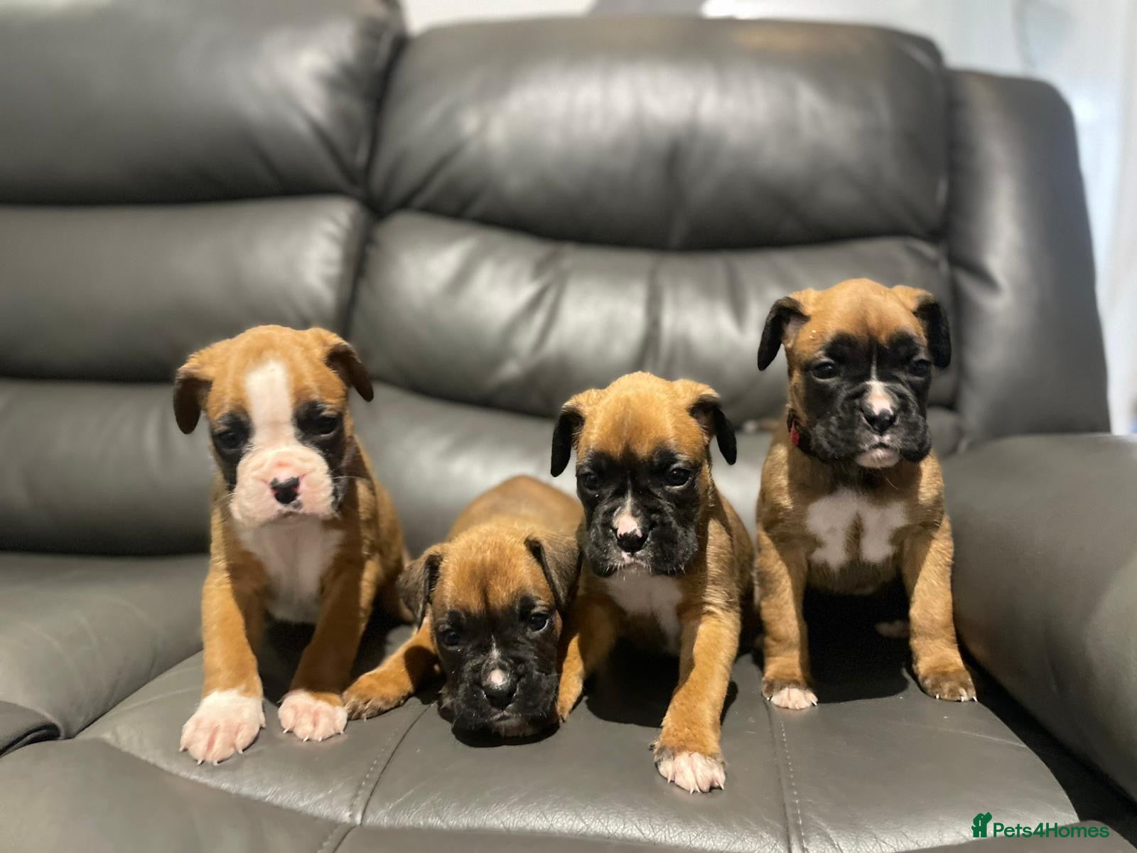 Boxer dogs Boxer puppies available to reserve  - Advert 1