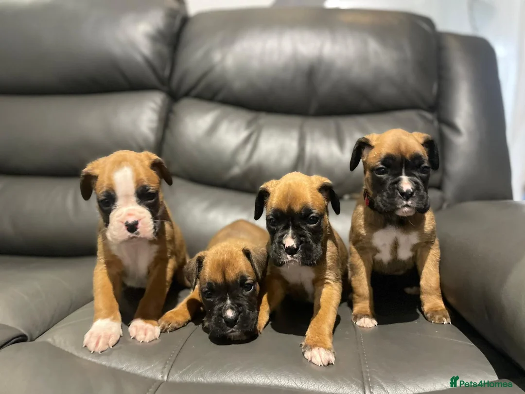 Boxer dogs for sale: Boxer puppies available to reserve  - Advert 1