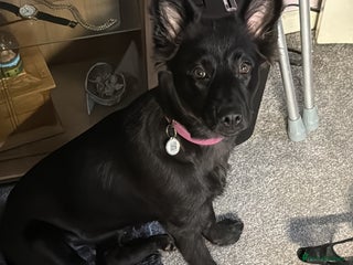 Mixed Breed dogs - Advert 31