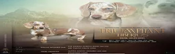Doxiepoo dogs for sale: Doxiepoo puppies (minature) in Basildon - Advert 21