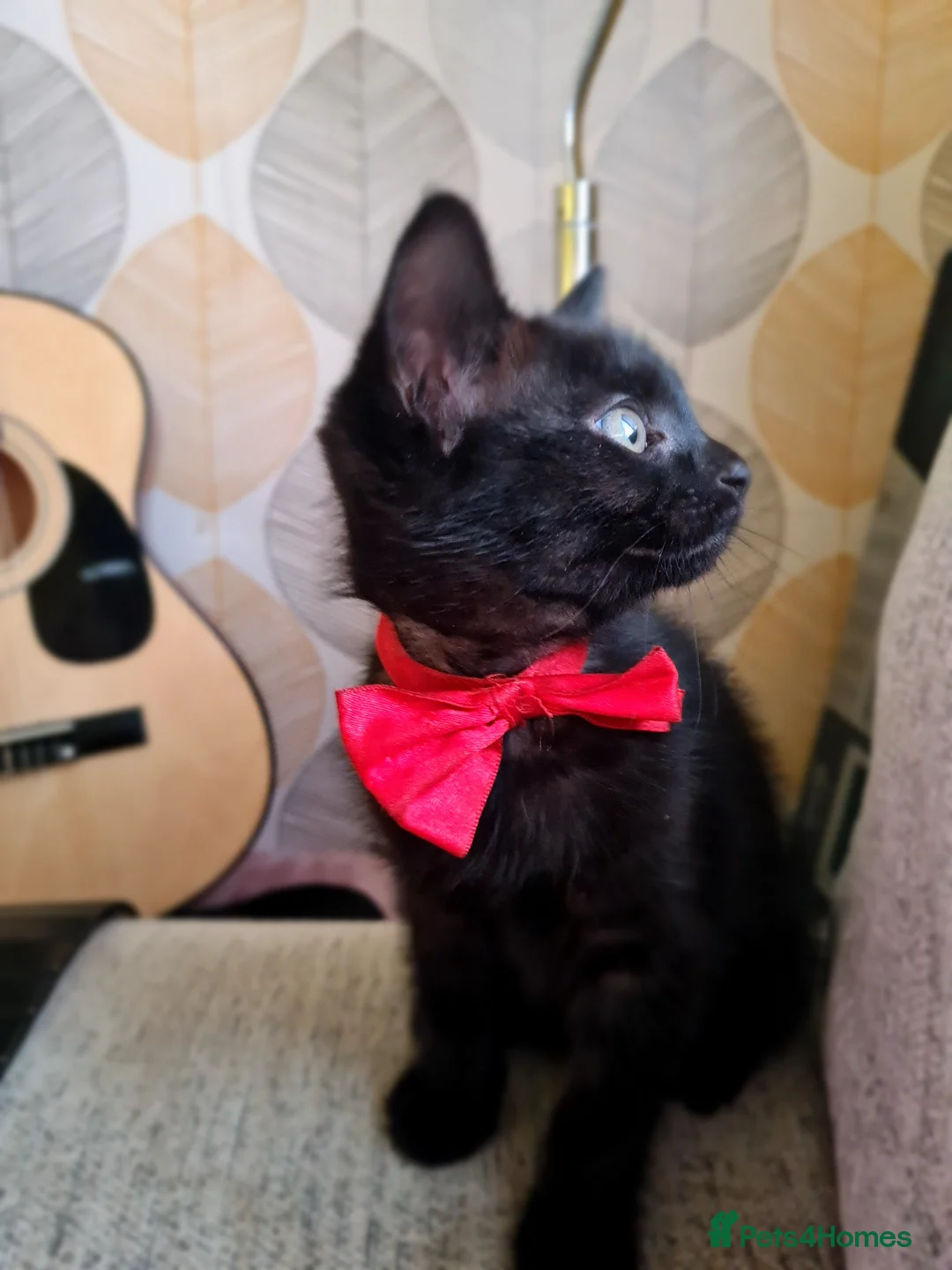 Mixed Breed cats for sale: 2 female kittens 💞 - Advert 2