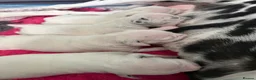 Dalmatian dogs for sale: Quality KC puppies in Beaminster - Advert 2