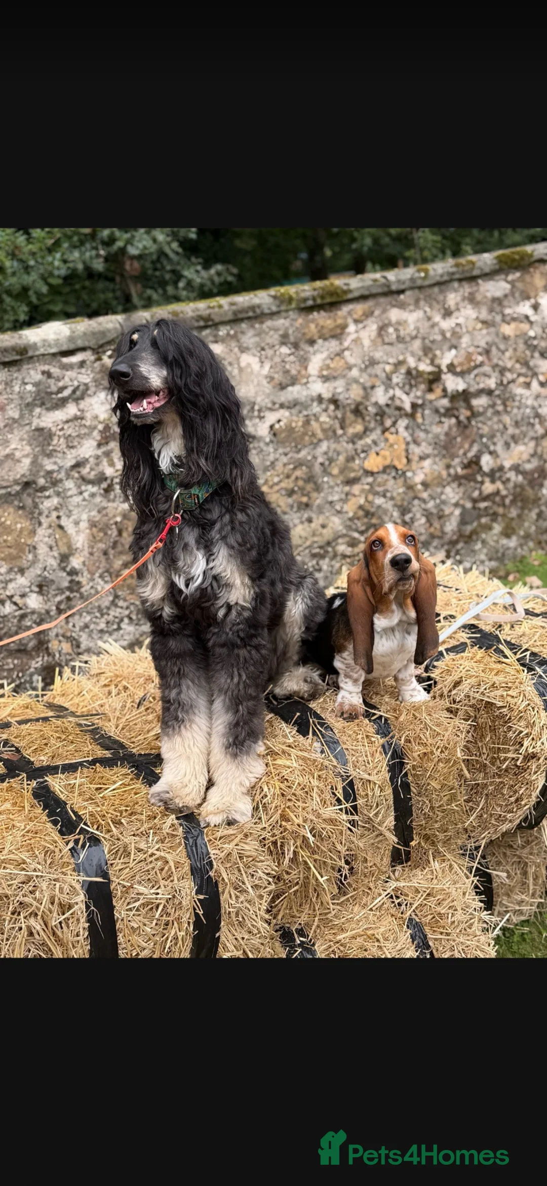 Basset Hound dogs for sale: Basset hound  - Advert 2