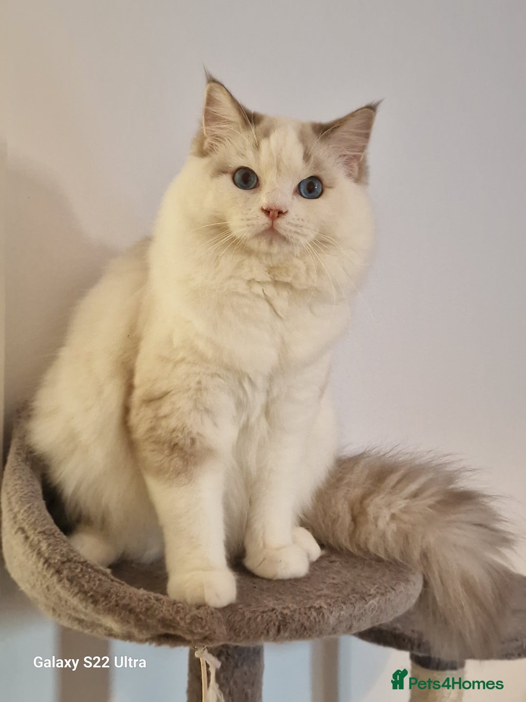 Ragdoll cats for sale: ✨ Stunning Ragdoll Kitten Available ✨ - Advert 2