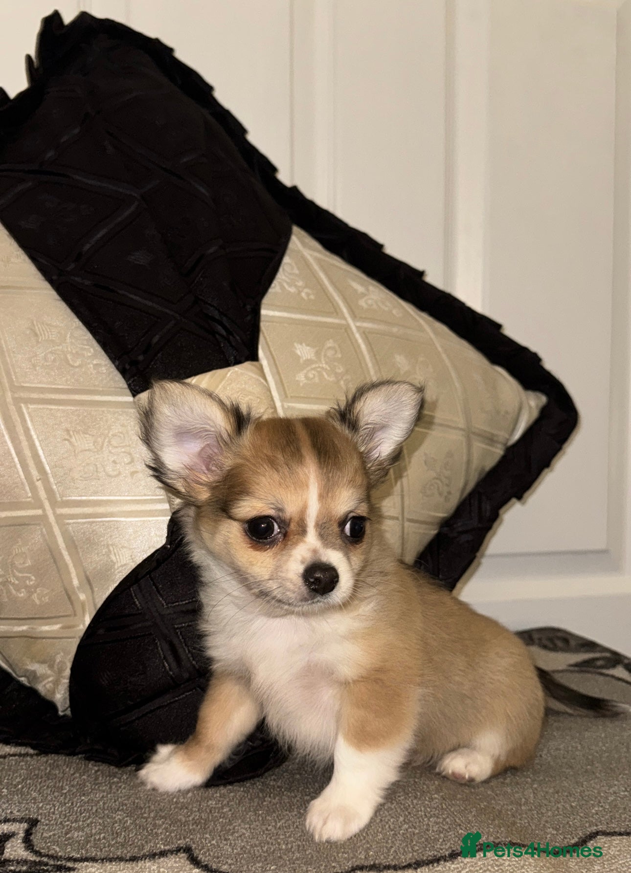 Chihuahua dogs 1 beautiful little girl left🩷 - Advert 1