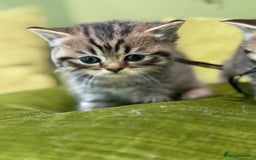 Scottish Fold cats for sale: Scottish straights  - Image 12