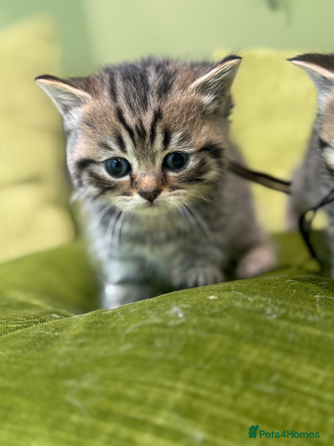 Scottish Fold cats for sale: Scottish straights  - Image 12