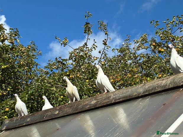 Doves birds - Advert 1