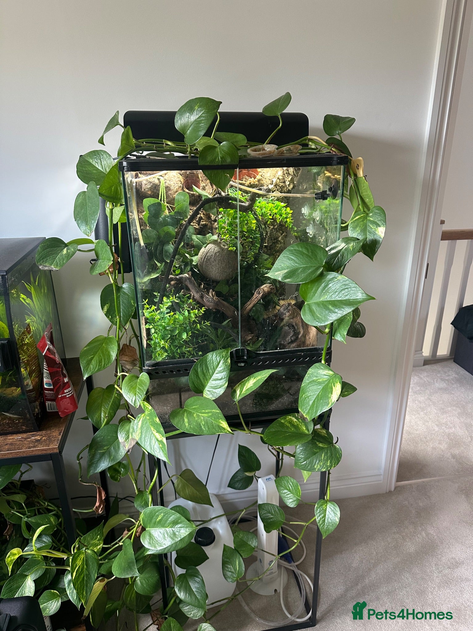 Gecko reptiles 🦎 Complete Bioactive Crested Gecko Vivarium Setup - Advert 1