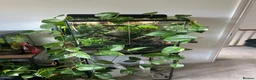 Gecko reptiles for sale: 🦎 Complete Bioactive Crested Gecko Vivarium Setup in Lancaster - Advert 1