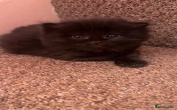 Mixed Breed cats for sale: Ginger Male ONE LEFT - Image 1