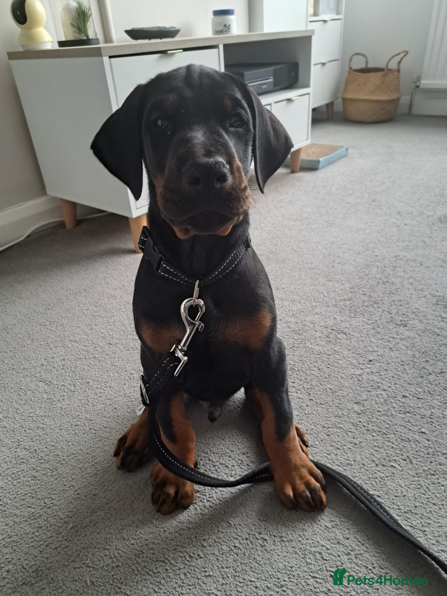 Dobermann dogs * 1 boy Doberman puppy ready to go * - Advert 17