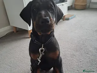Dobermann dogs * 1 boy Doberman puppy ready to go * - Advert 17