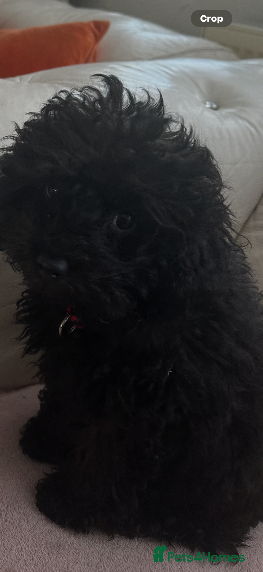 Mixed Breed dogs for sale: Asian toy poodle black boy  - Image 18
