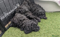 Poodle dogs for sale: Moyen Poodles - Image 10