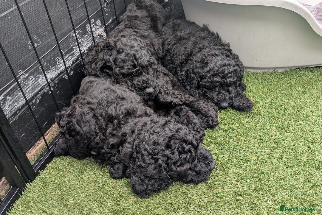 Poodle dogs for sale: Moyen Poodles - Image 10