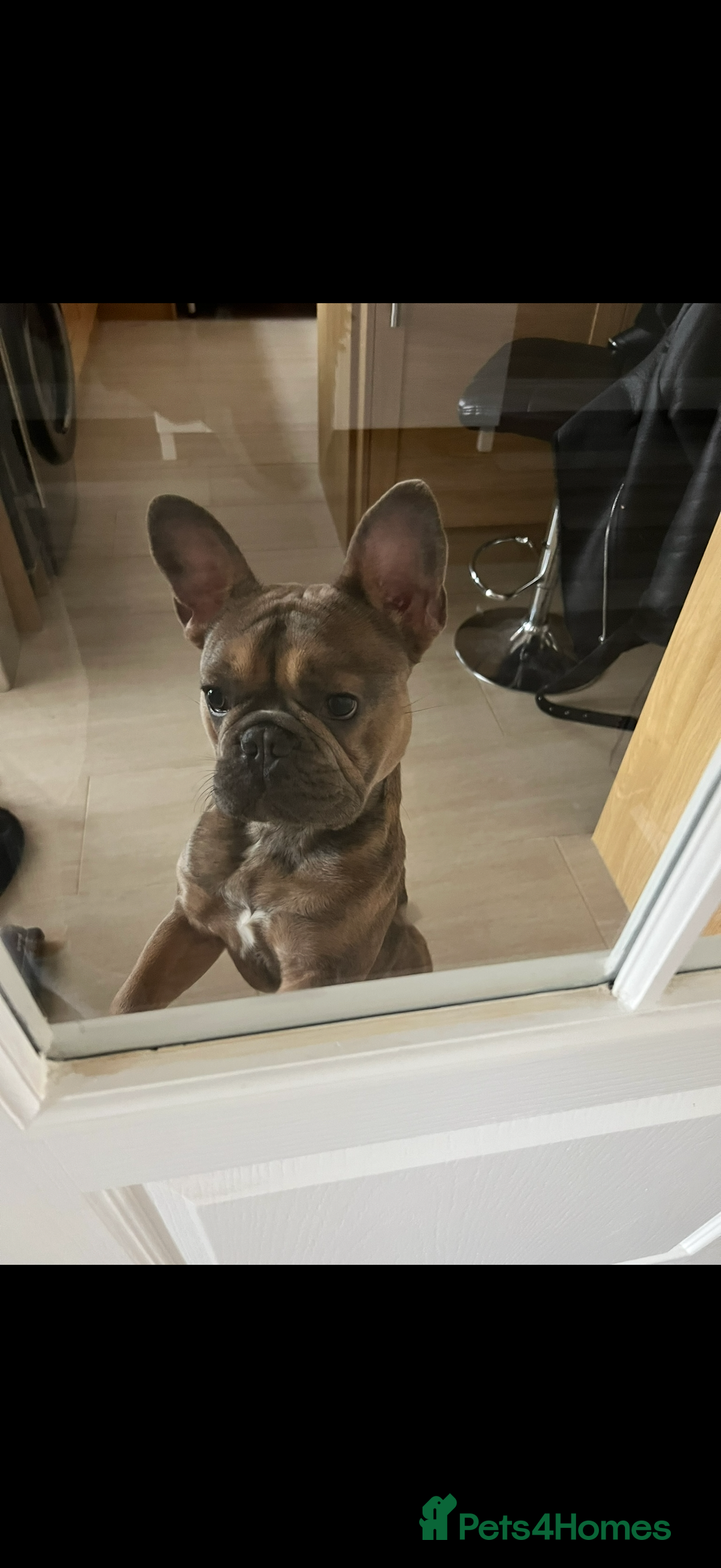 French Bulldog dogs for sale: French ball dog - Advert 4