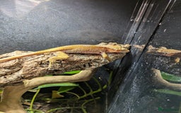 Gecko reptiles for sale: Red crested gecko and set up - Image 3