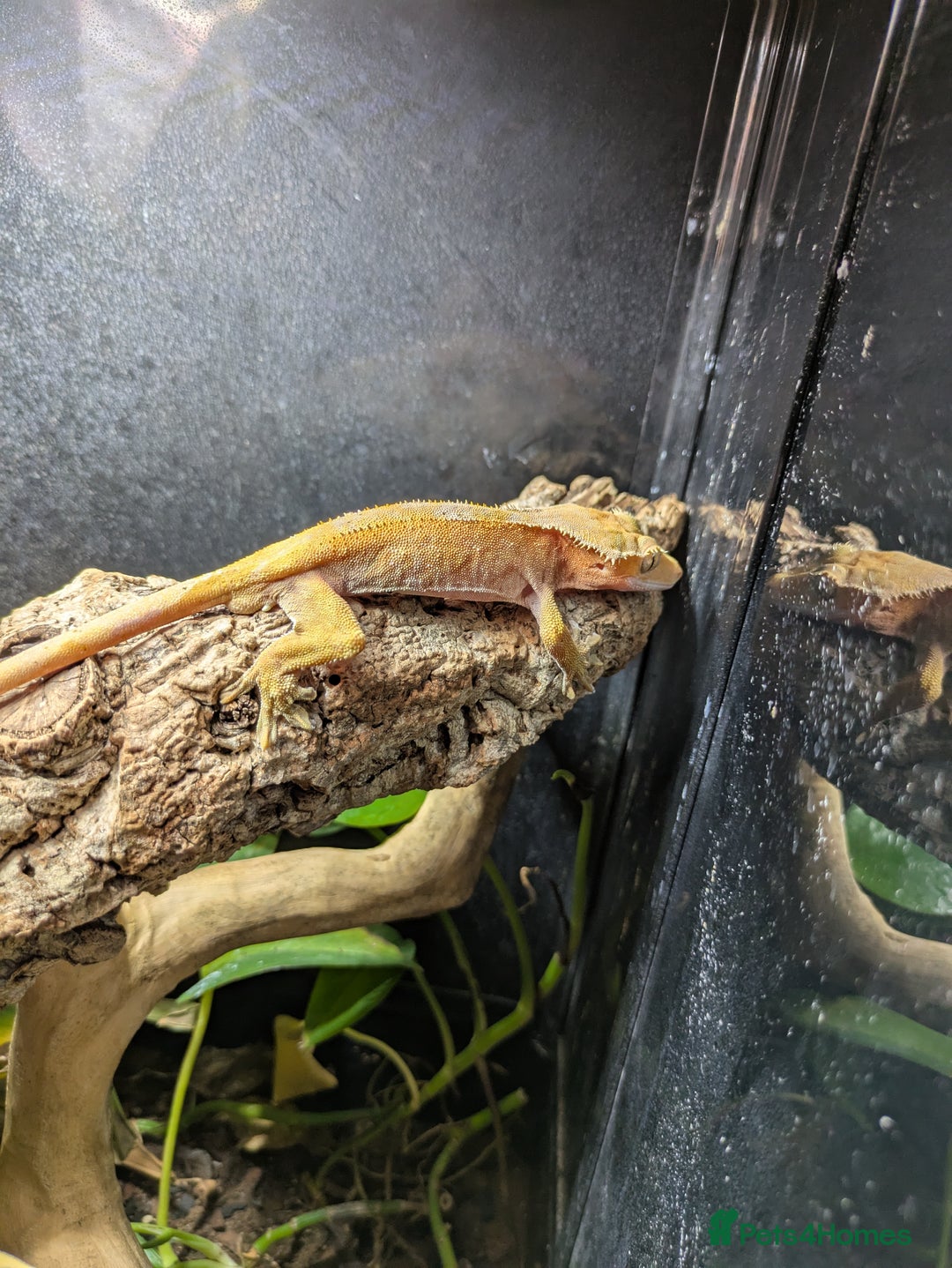 Gecko reptiles for sale: Red crested gecko and set up - Image 3